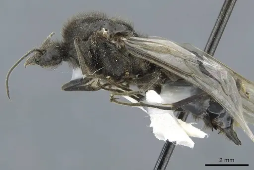 Liometopum apiculatum - CASENT0911255