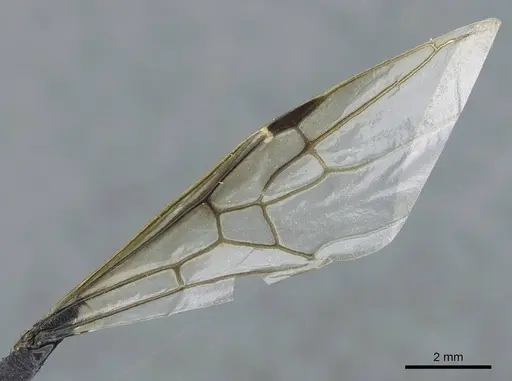 Liometopum apiculatum - CASENT0911255