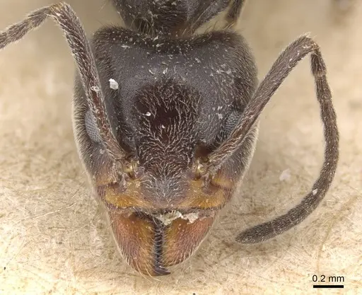 Liometopum apiculatum - CASENT0915550