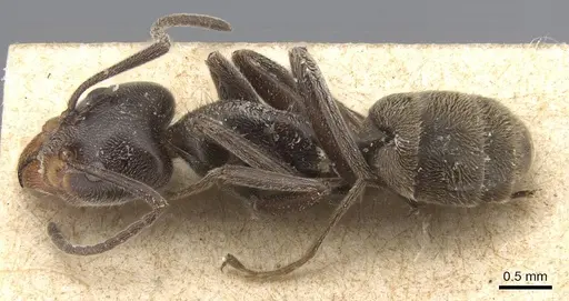 Liometopum apiculatum - CASENT0915550