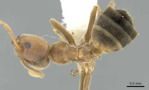 Liometopum lindgreeni specimen