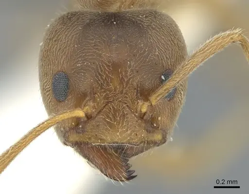 Liometopum lindgreeni specimen
