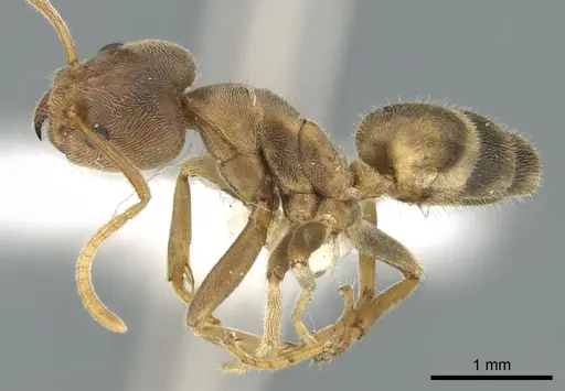 Liometopum lindgreeni specimen
