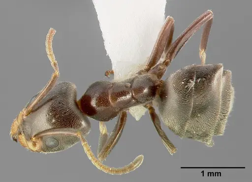 Liometopum luctuosum specimen