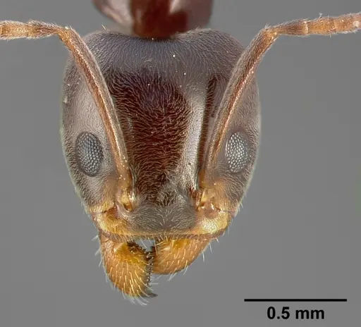 Liometopum luctuosum specimen