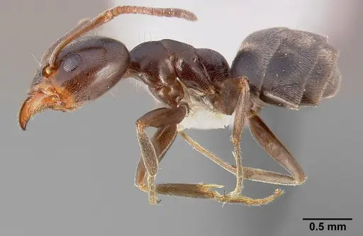 Liometopum luctuosum specimen