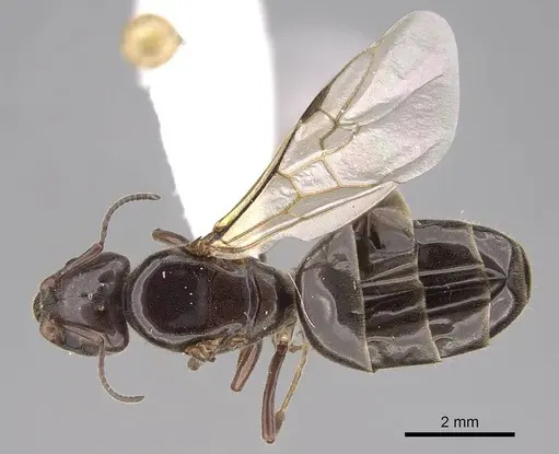 Liometopum luctuosum - CASENT0012944