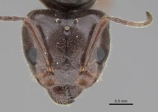 Liometopum luctuosum - CASENT0012944