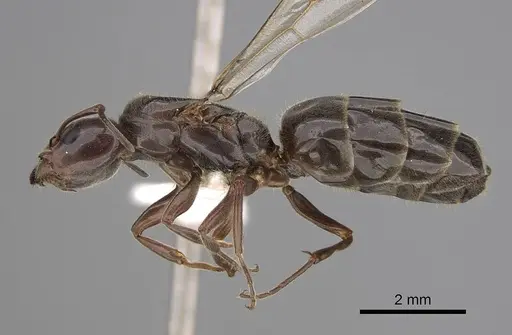 Liometopum luctuosum - CASENT0012944