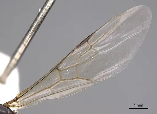 Liometopum luctuosum - CASENT0012944