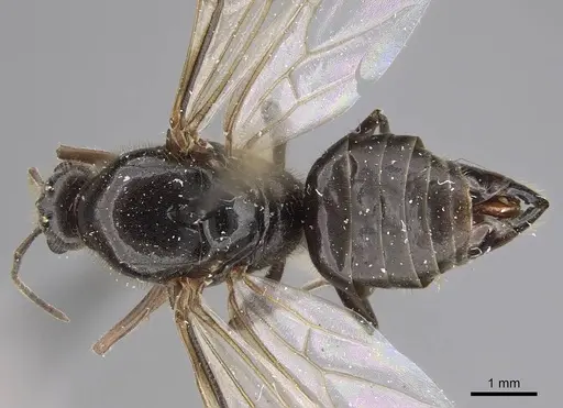 Liometopum luctuosum - CASENT0012962