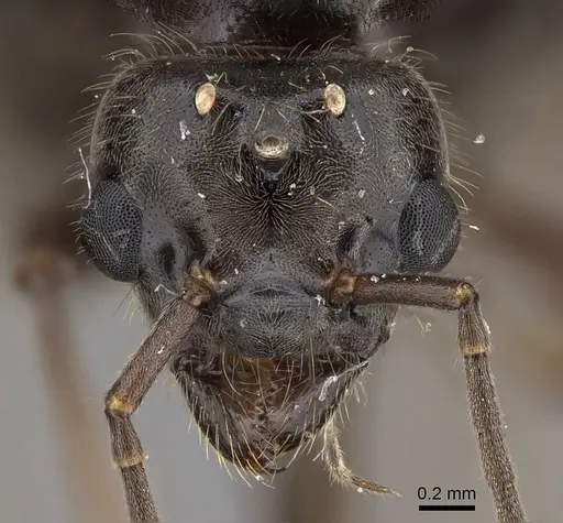 Liometopum luctuosum - CASENT0012962