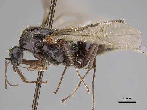 Liometopum luctuosum - CASENT0012962