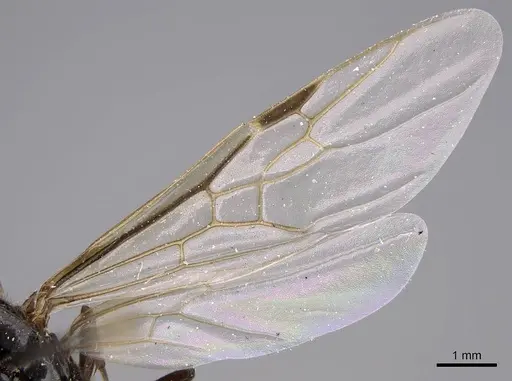 Liometopum luctuosum - CASENT0012962