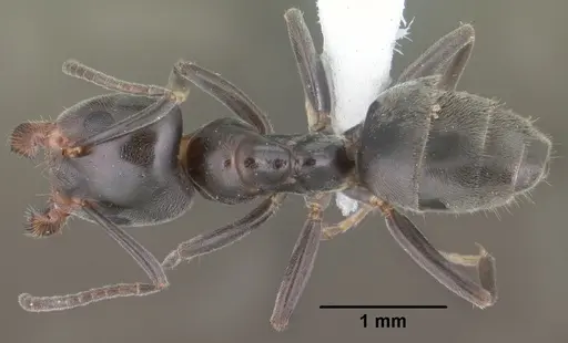 Liometopum luctuosum - CASENT0102759