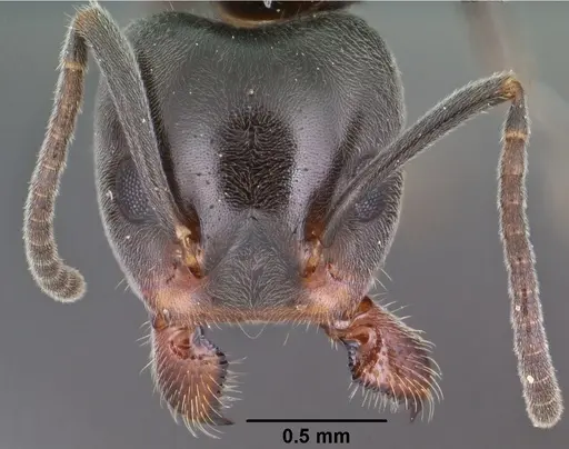 Liometopum luctuosum - CASENT0102759