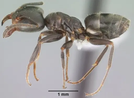 Liometopum luctuosum - CASENT0102759