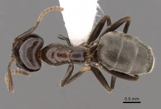 Liometopum luctuosum - CASENT0249746