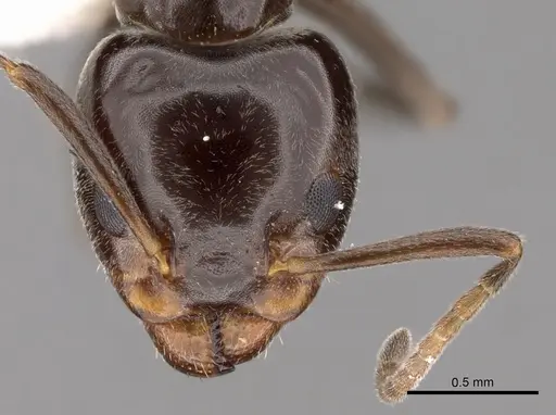 Liometopum luctuosum - CASENT0249746