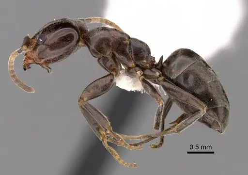 Liometopum luctuosum - CASENT0249746