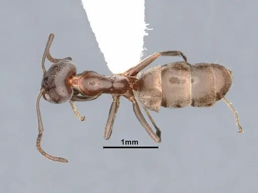 Liometopum luctuosum - CASENT0884391