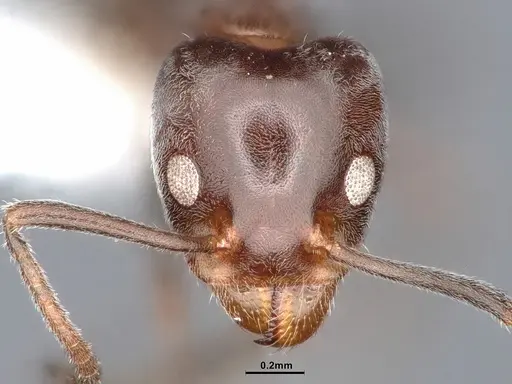 Liometopum luctuosum - CASENT0884391