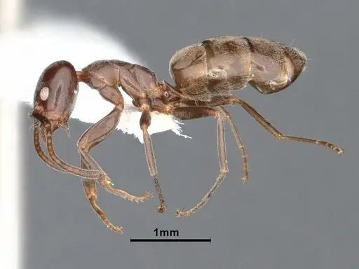 Liometopum luctuosum - CASENT0884391