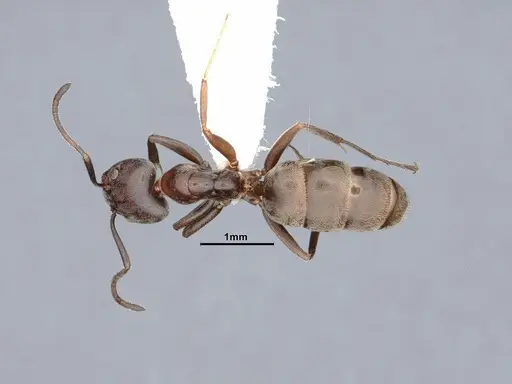 Liometopum luctuosum - CASENT0884394