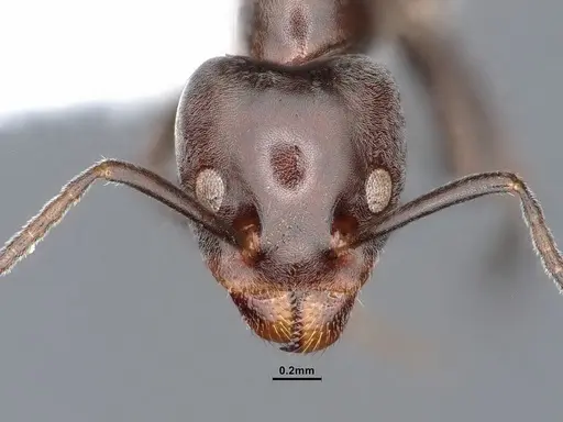 Liometopum luctuosum - CASENT0884394