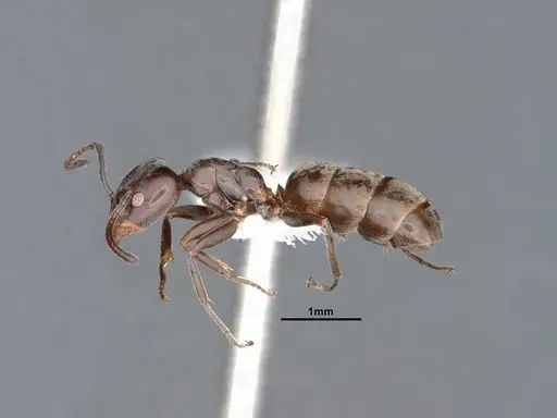 Liometopum luctuosum - CASENT0884394