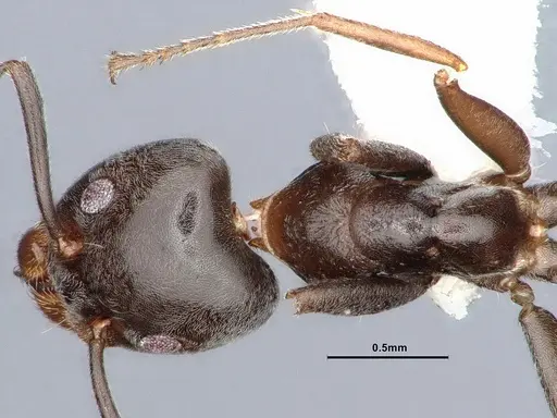 Liometopum luctuosum - CASENT0884399