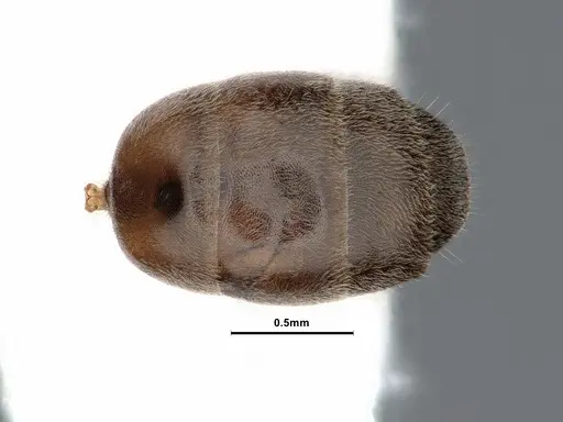 Liometopum luctuosum - CASENT0884399