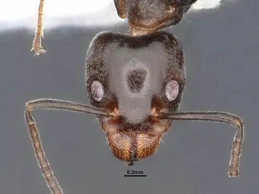 Liometopum luctuosum - CASENT0884399