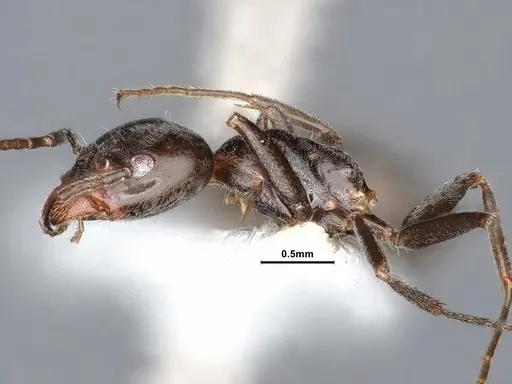 Liometopum luctuosum - CASENT0884399