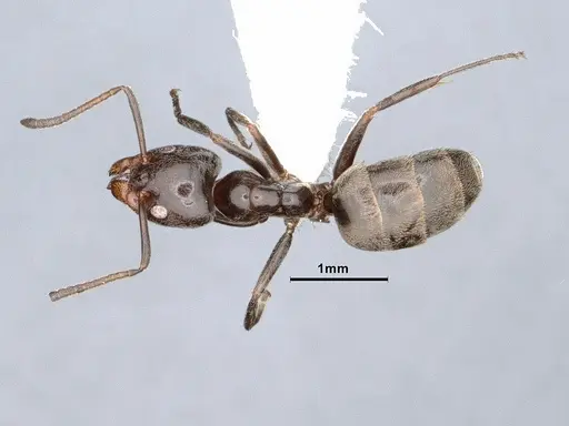 Liometopum luctuosum - CASENT0884401