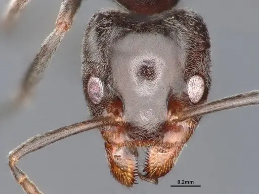 Liometopum luctuosum - CASENT0884401
