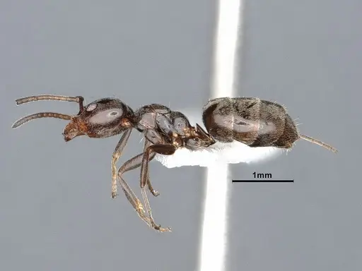 Liometopum luctuosum - CASENT0884401