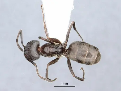 Liometopum luctuosum - CASENT0884402