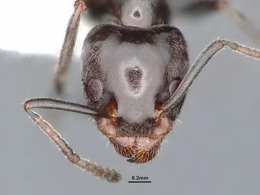 Liometopum luctuosum - CASENT0884402