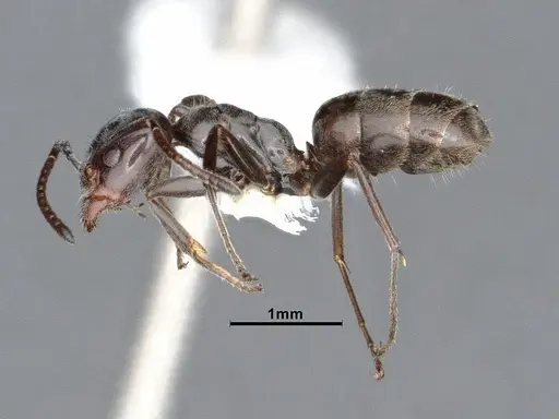 Liometopum luctuosum - CASENT0884402