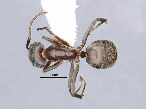 Liometopum luctuosum - CASENT0884403