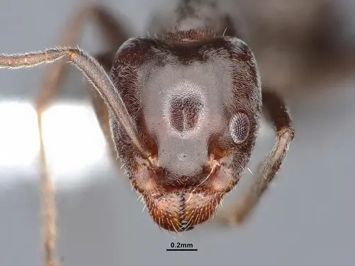 Liometopum luctuosum - CASENT0884403