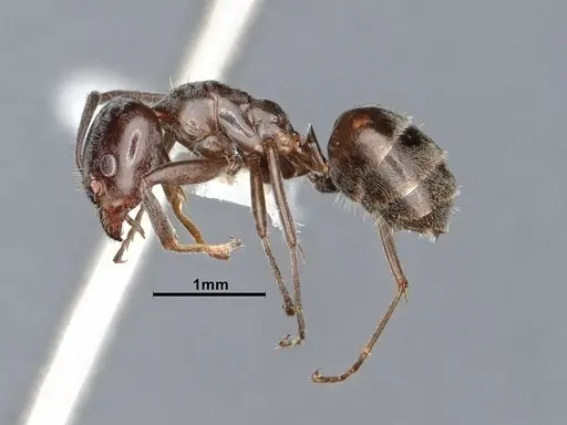 Liometopum luctuosum - CASENT0884403