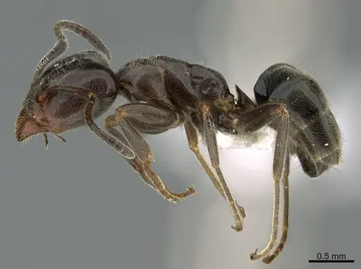 Liometopum luctuosum - CASENT0923611