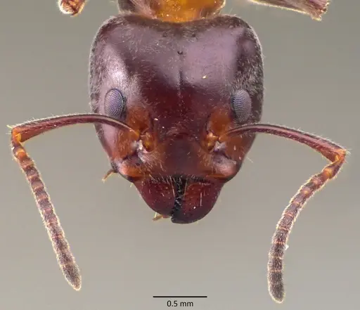 Liometopum microcephalum specimen