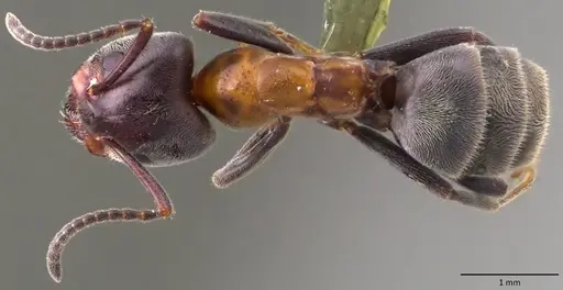 Liometopum microcephalum - ANTWEB1060147
