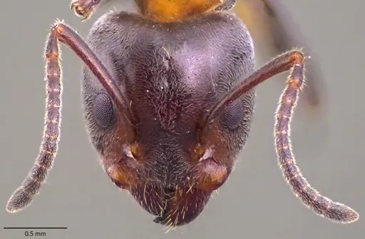 Liometopum microcephalum - ANTWEB1060147
