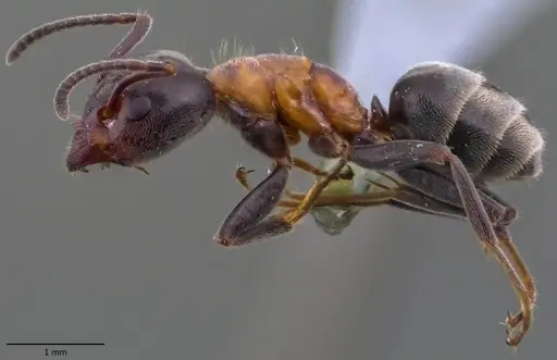 Liometopum microcephalum - ANTWEB1060147