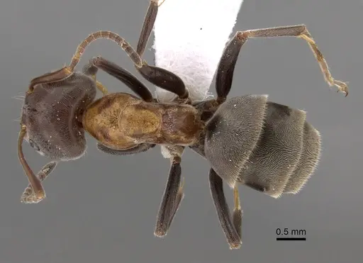 Liometopum microcephalum - CASENT0249747