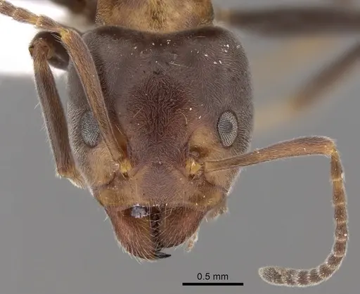Liometopum microcephalum - CASENT0249747